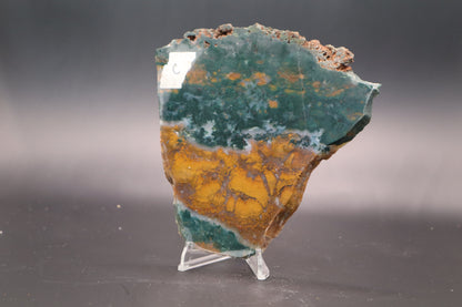 Orange Jasper with Stromatolites slab (Unpolished)