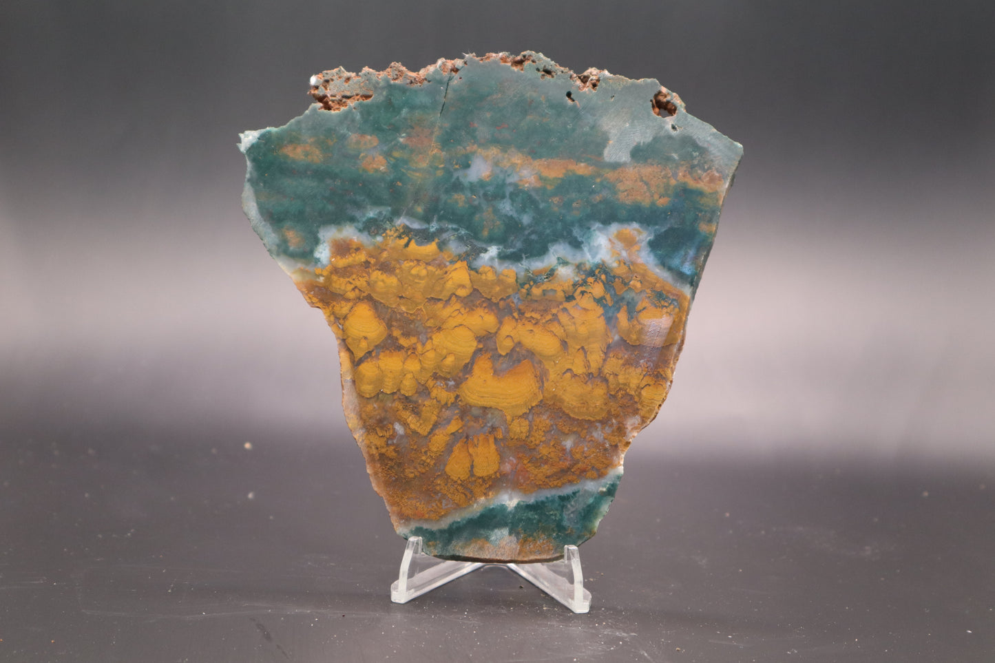 Orange Jasper with Stromatolites slab (Unpolished)