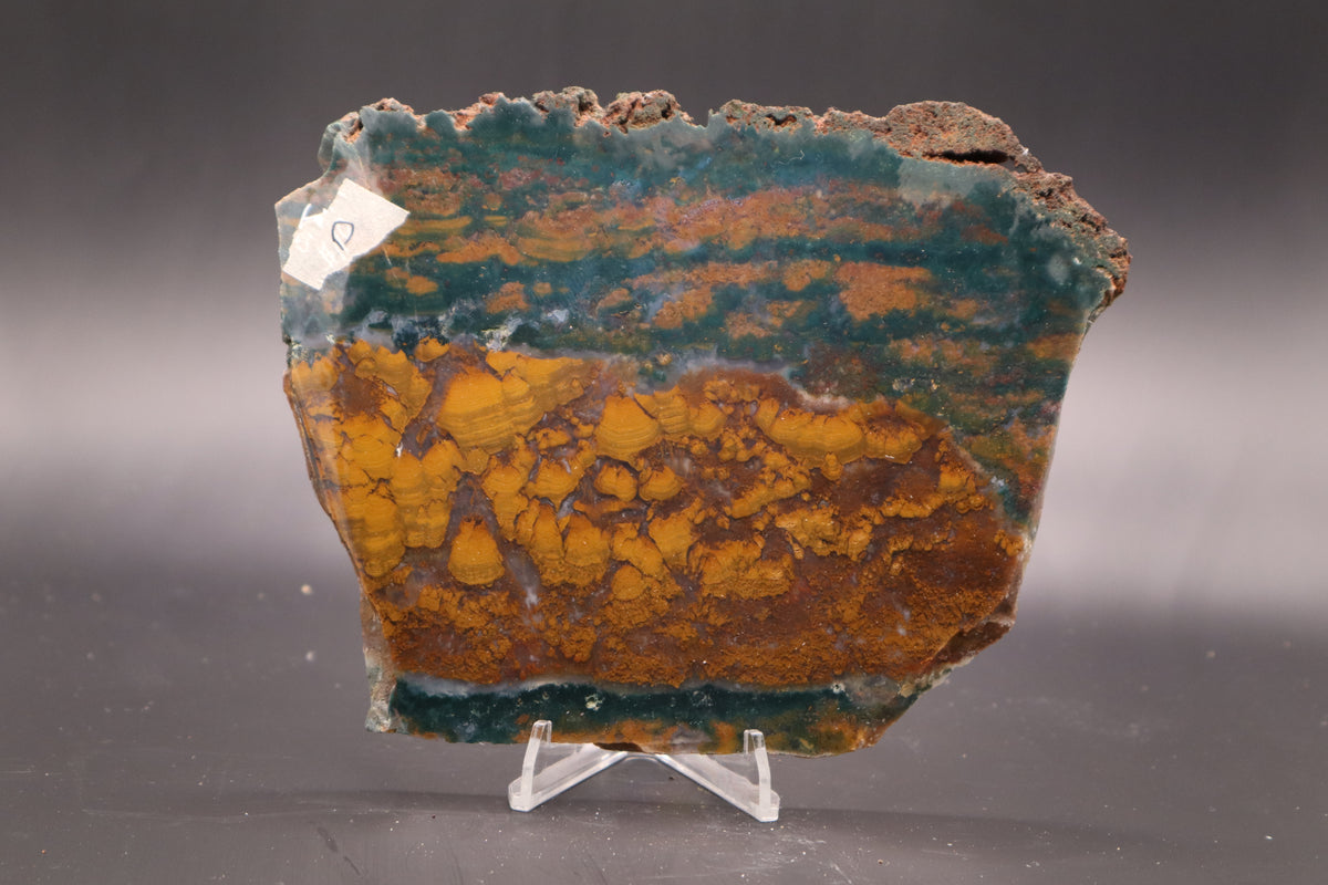 Orange Jasper with Stromatolites slab (Unpolished)