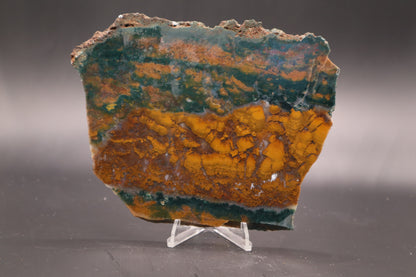 Orange Jasper with Stromatolites slab (Unpolished)