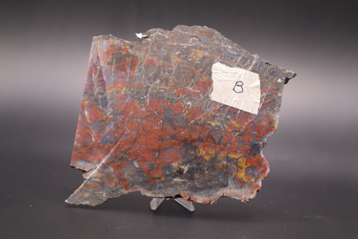 St. Johns Plume Agate (flower) slab (Unpolished)
