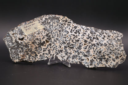 Medicine Bow Agate slab (Unpolished)