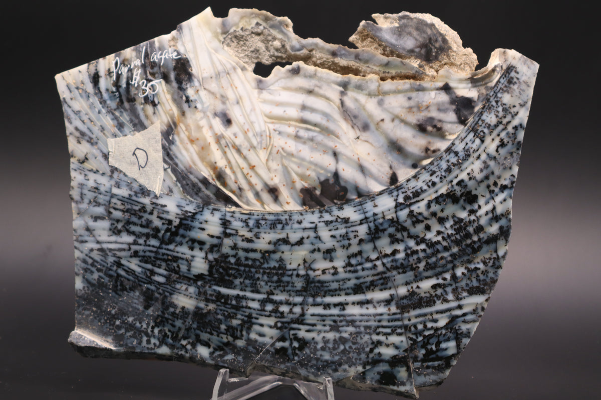 Parral Dendritic Agate slab (Unpolished)