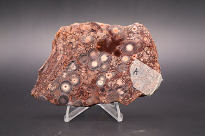 Mexican Birdseye Jasper slab (Unpolished)