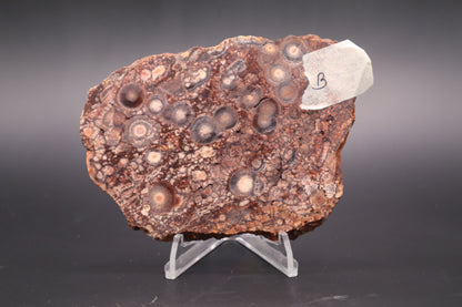 Mexican Birdseye Jasper slab (Unpolished)