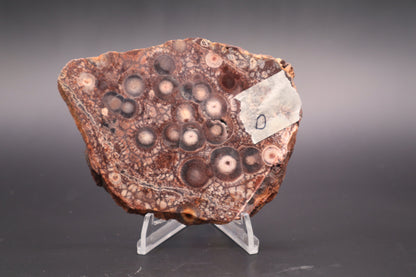Mexican Birdseye Jasper slab (Unpolished)