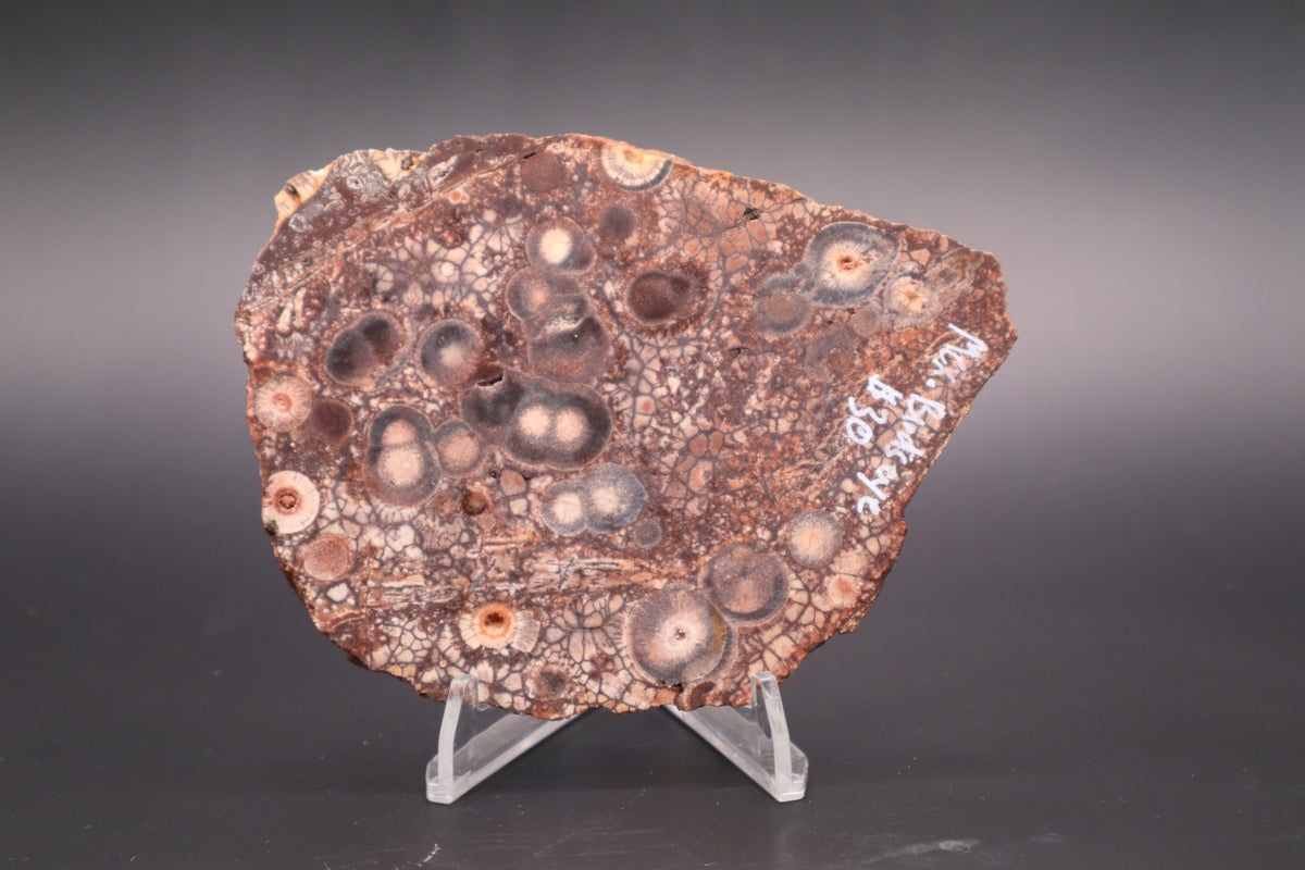 Mexican Birdseye Jasper slab (Unpolished)