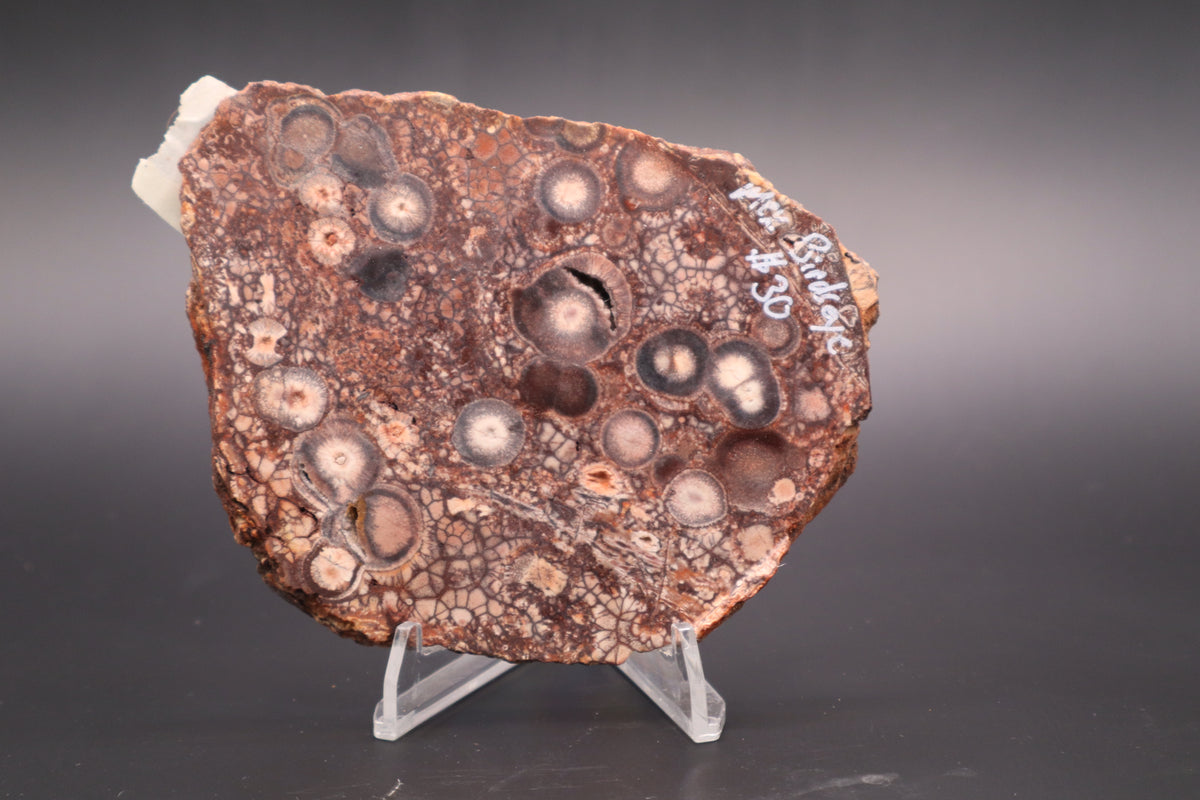 Mexican Birdseye Jasper slab (Unpolished)