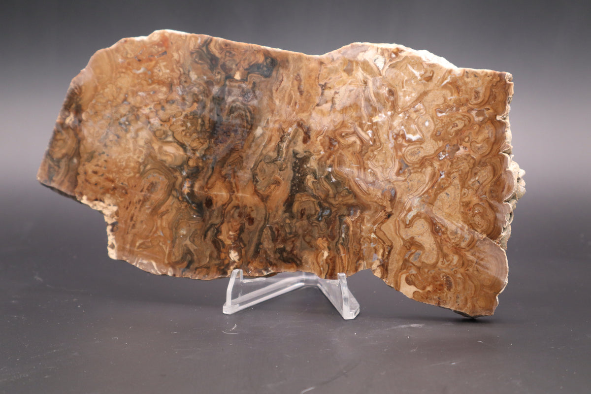 Wyoming Stromatolite slab (Unpolished)