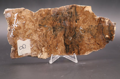 Wyoming Stromatolite slab (Unpolished)