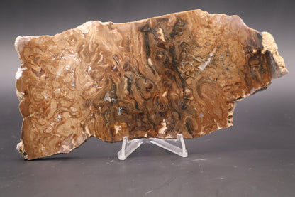 Wyoming Stromatolite slab (Unpolished)