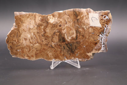 Wyoming Stromatolite slab (Unpolished)