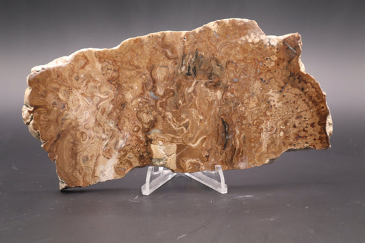 Wyoming Stromatolite slab (Unpolished)