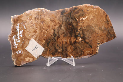 Wyoming Stromatolite slab (Unpolished)