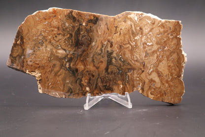 Wyoming Stromatolite slab (Unpolished)