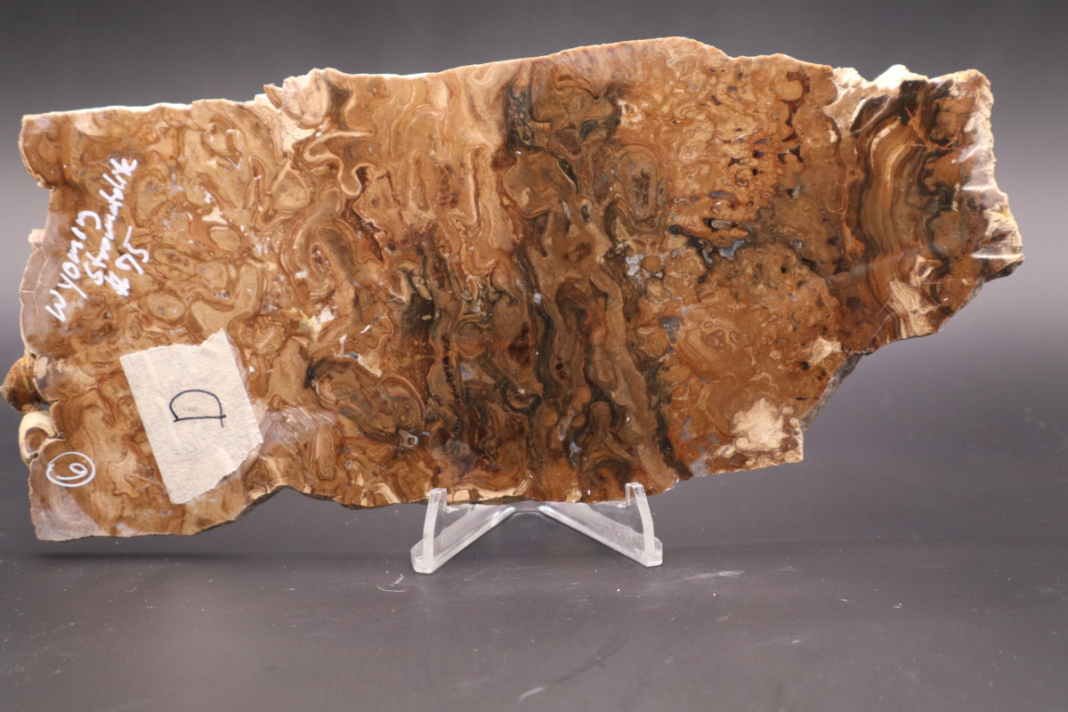 Wyoming Stromatolite slab (Unpolished)