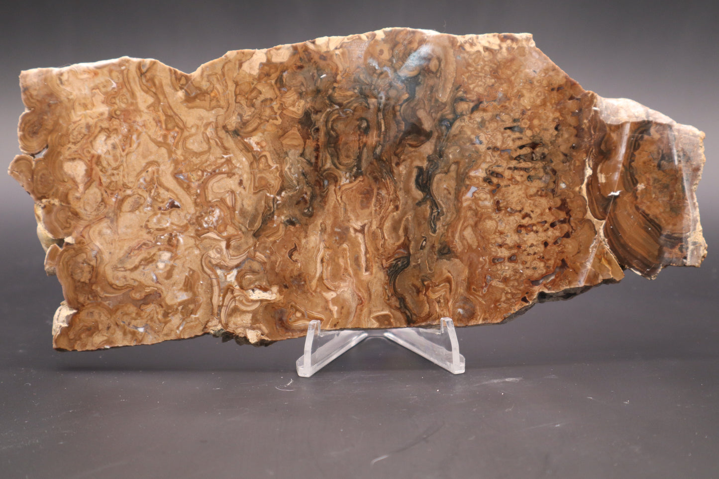 Wyoming Stromatolite slab (Unpolished)