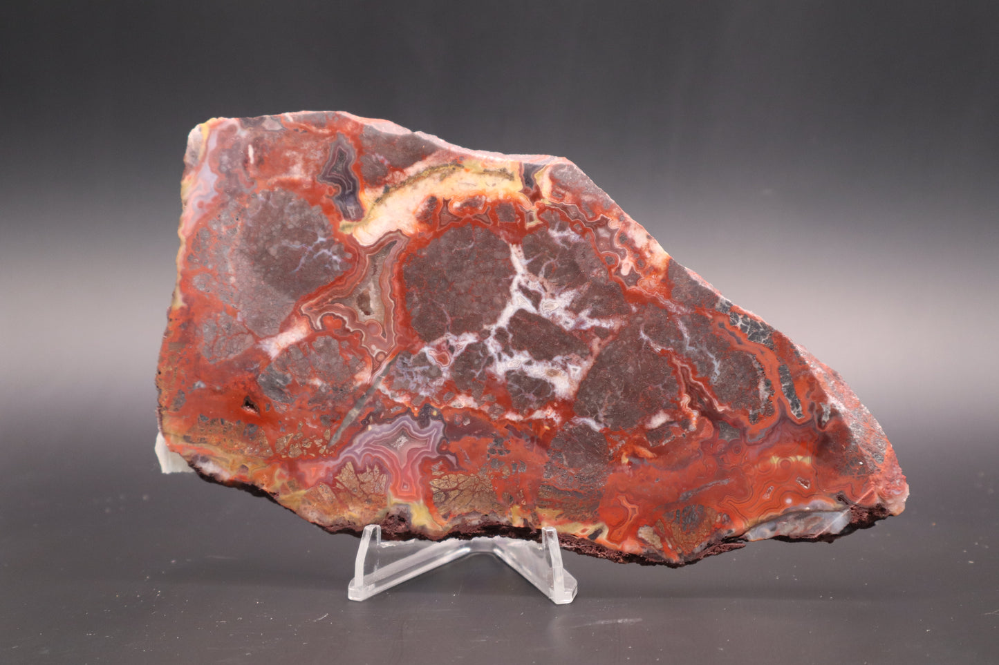 Rosetta Lace Agate slab (Unpolished)