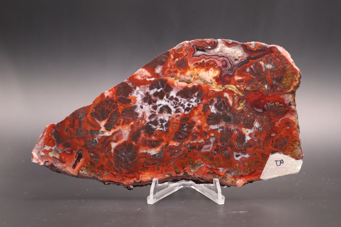 Rosetta Lace Agate slab (Unpolished)