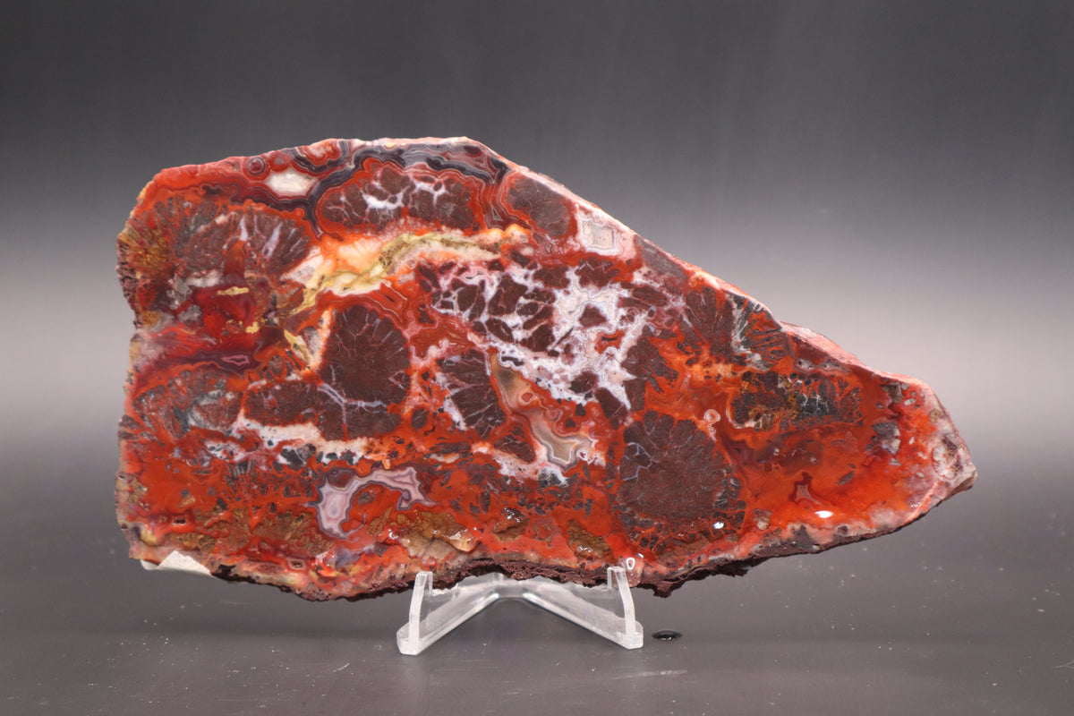 Rosetta Lace Agate slab (Unpolished)
