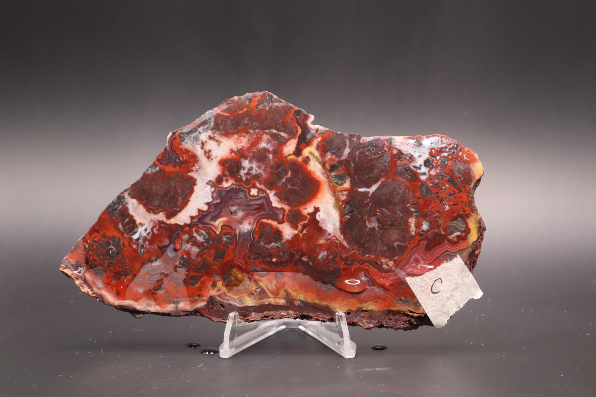 Rosetta Lace Agate slab (Unpolished)