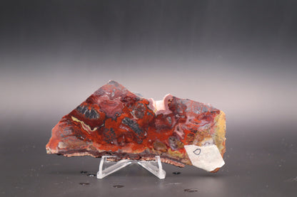 Rosetta Lace Agate slab (Unpolished)