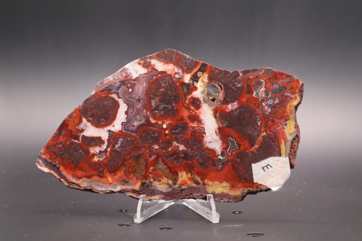 Rosetta Lace Agate slab (Unpolished)
