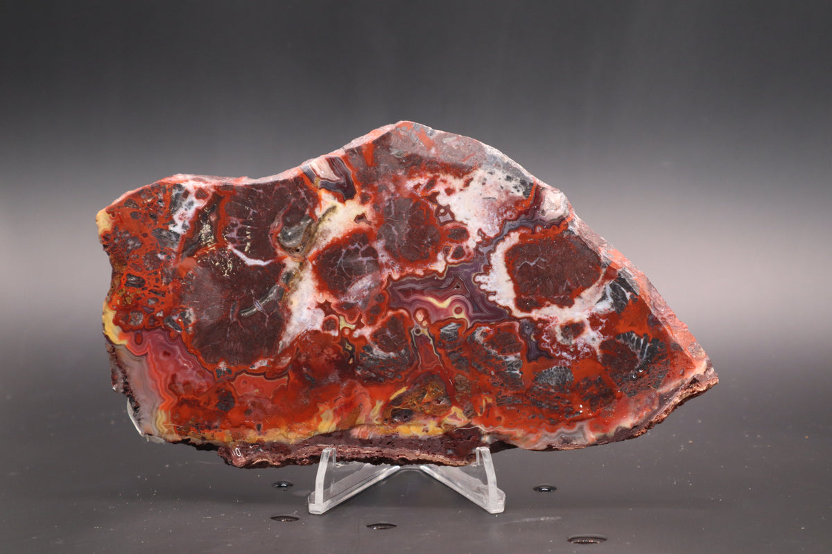 Rosetta Lace Agate slab (Unpolished)