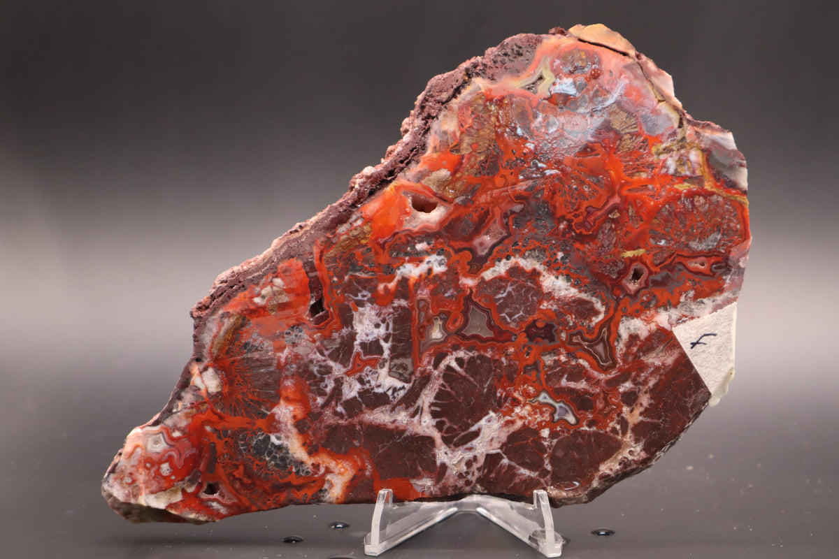 Rosetta Lace Agate slab (Unpolished)