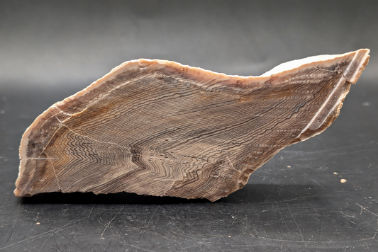 Hells Canyon Petrified Wood (Polished)