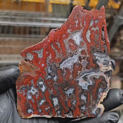Paul Bunyan Agate Slab - Semi Polished