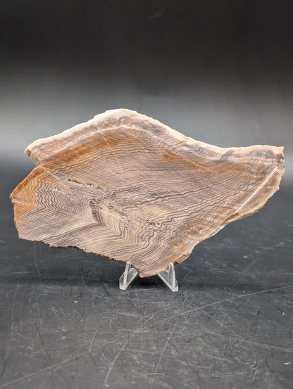 Hells Canyon Petrified Wood (Unpolished)