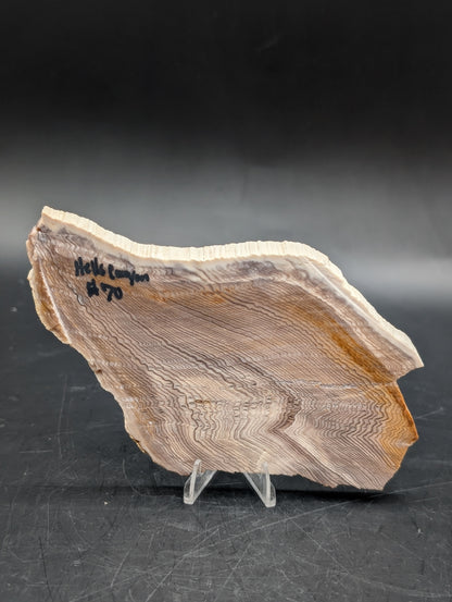 Hells Canyon Petrified Wood (Unpolished)