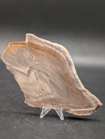 Hells Canyon Petrified Wood (Unpolished)