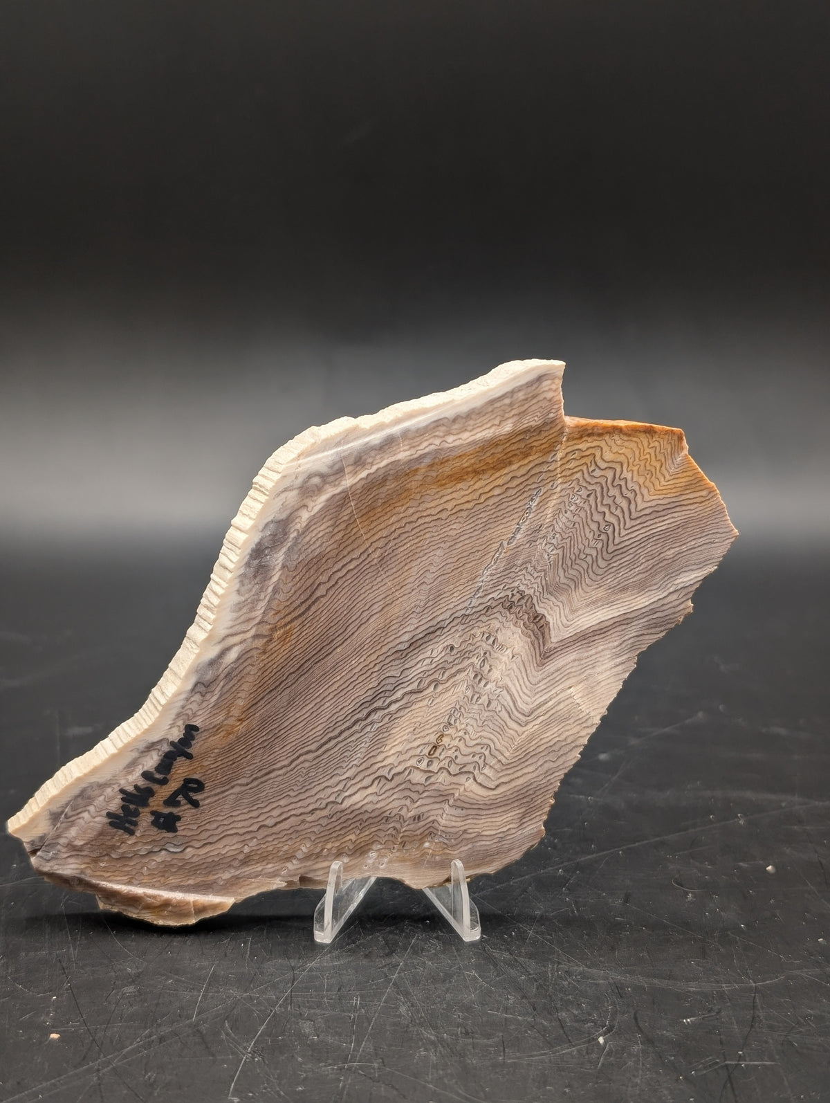 Hells Canyon Petrified Wood (Unpolished)
