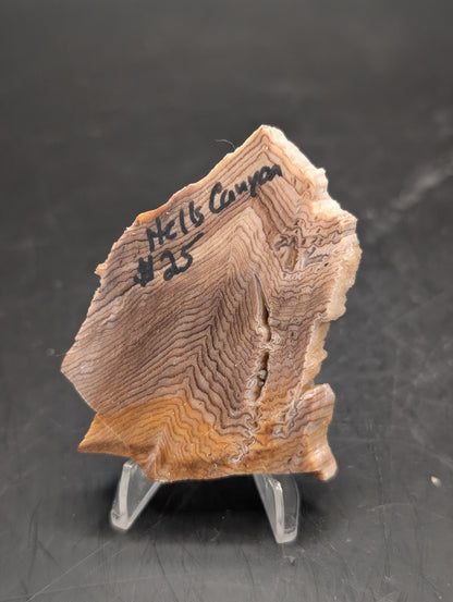 Hells Canyon Petrified Wood (Unpolished)