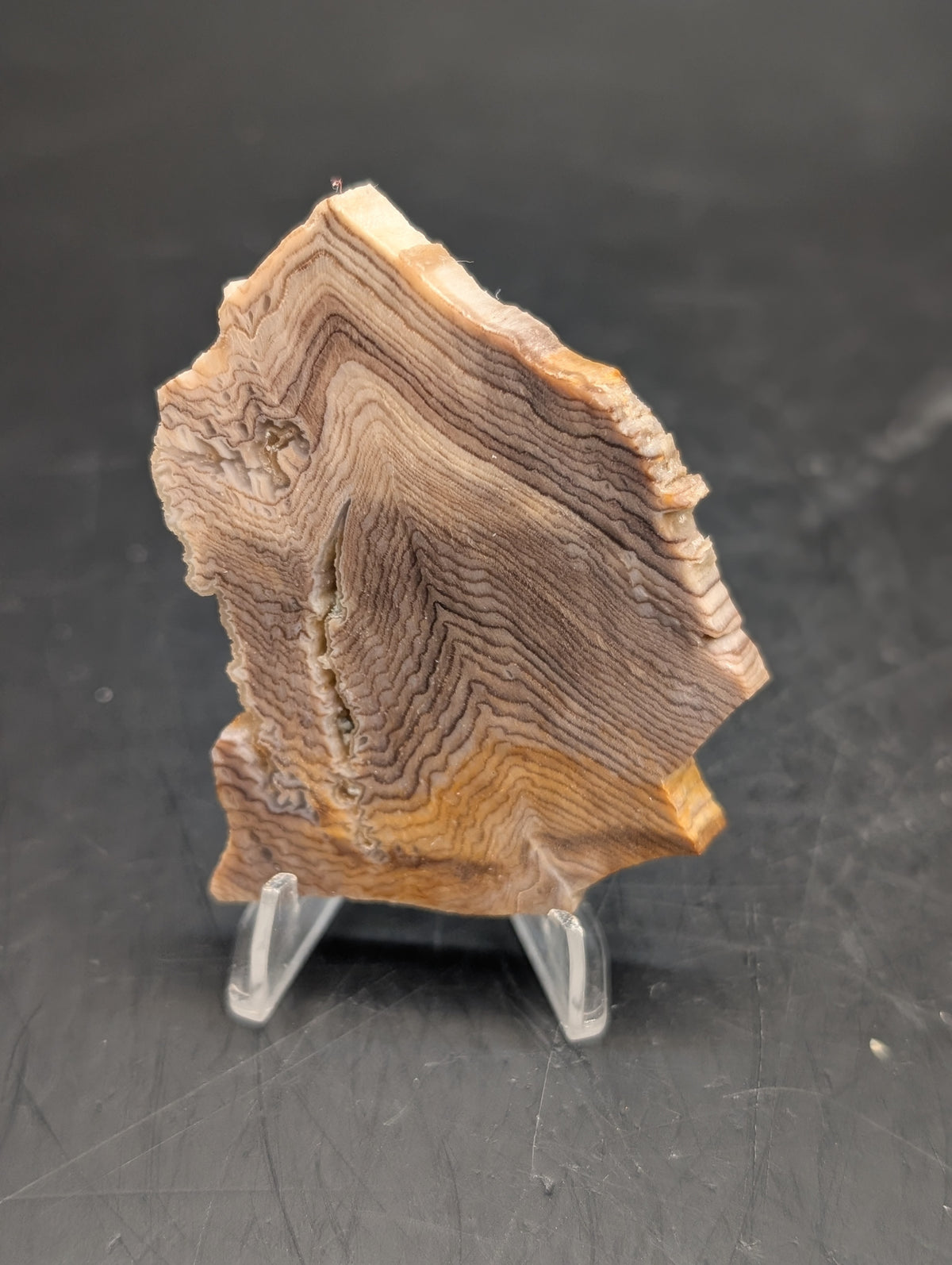 Hells Canyon Petrified Wood (Unpolished)