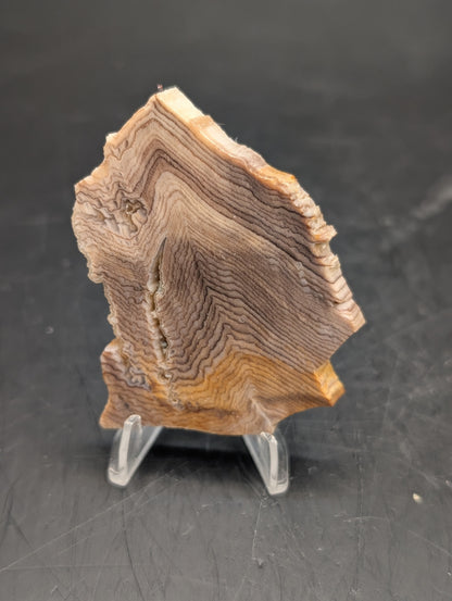 Hells Canyon Petrified Wood (Unpolished)