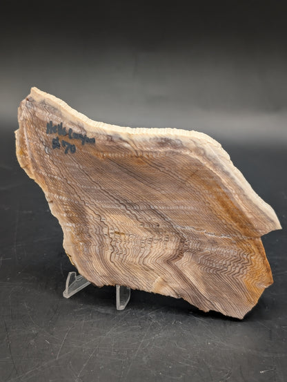 Hells Canyon Petrified Wood (Unpolished)
