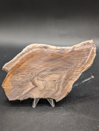 Hells Canyon Petrified Wood (Unpolished)