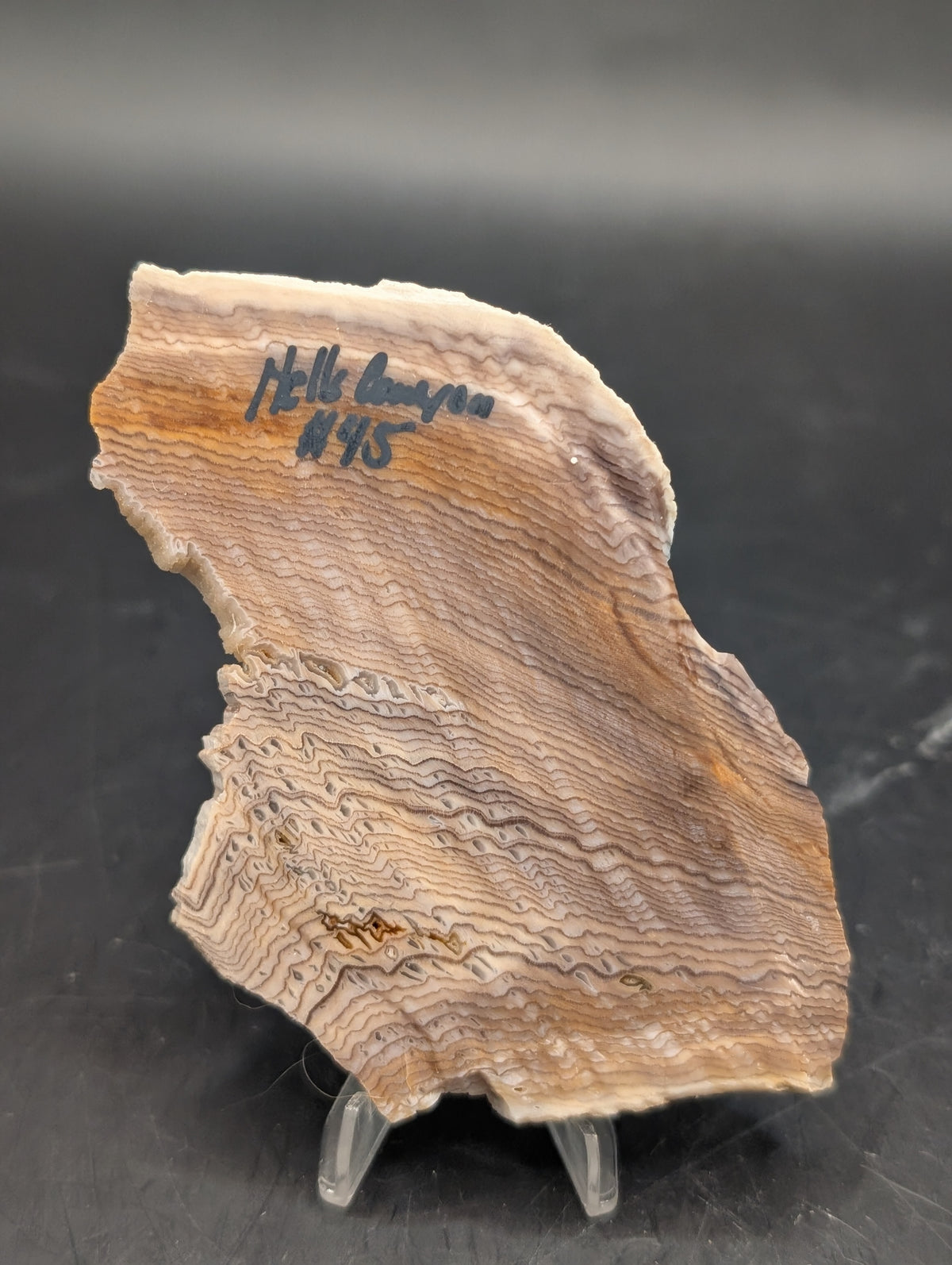 Hells Canyon Petrified Wood (Unpolished)