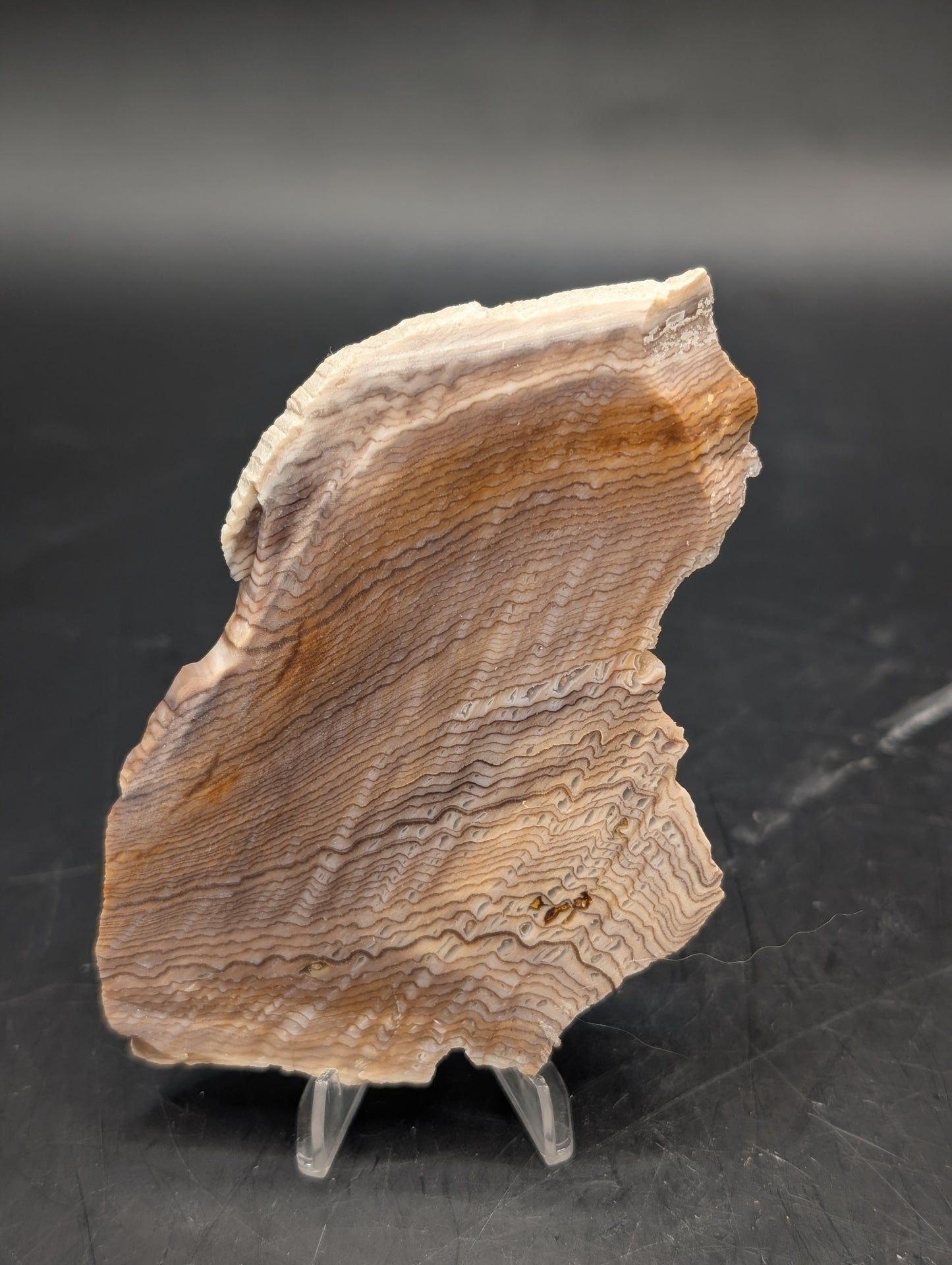 Hells Canyon Petrified Wood (Unpolished)