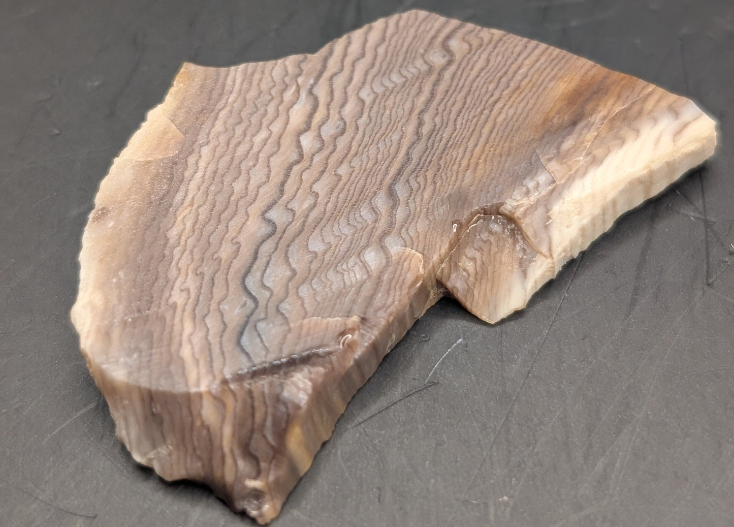 Hells Canyon Petrified Wood (Polished)