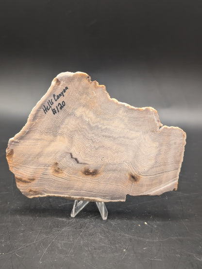 Hells Canyon Petrified Wood (Unpolished)