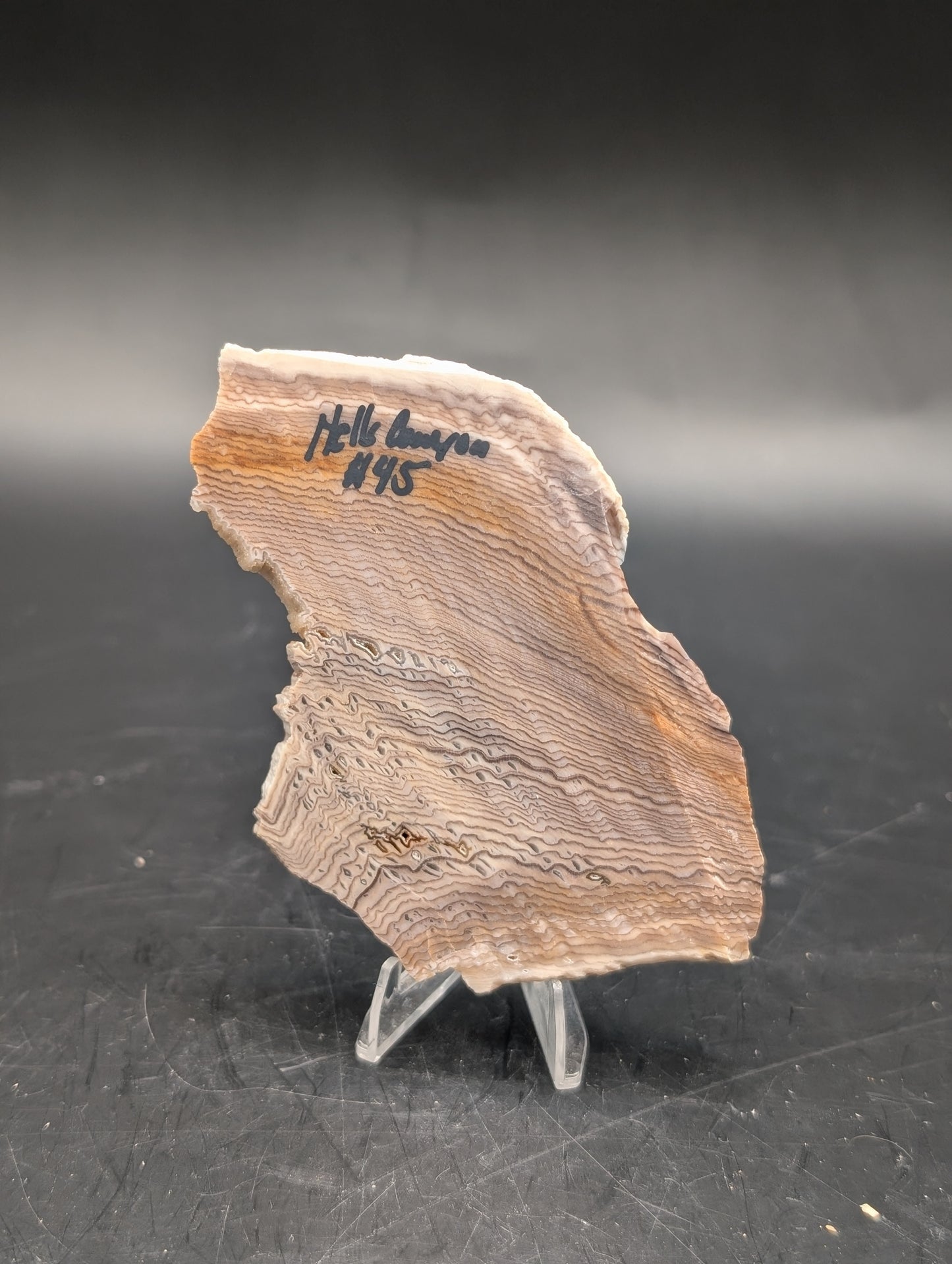 Hells Canyon Petrified Wood (Unpolished)