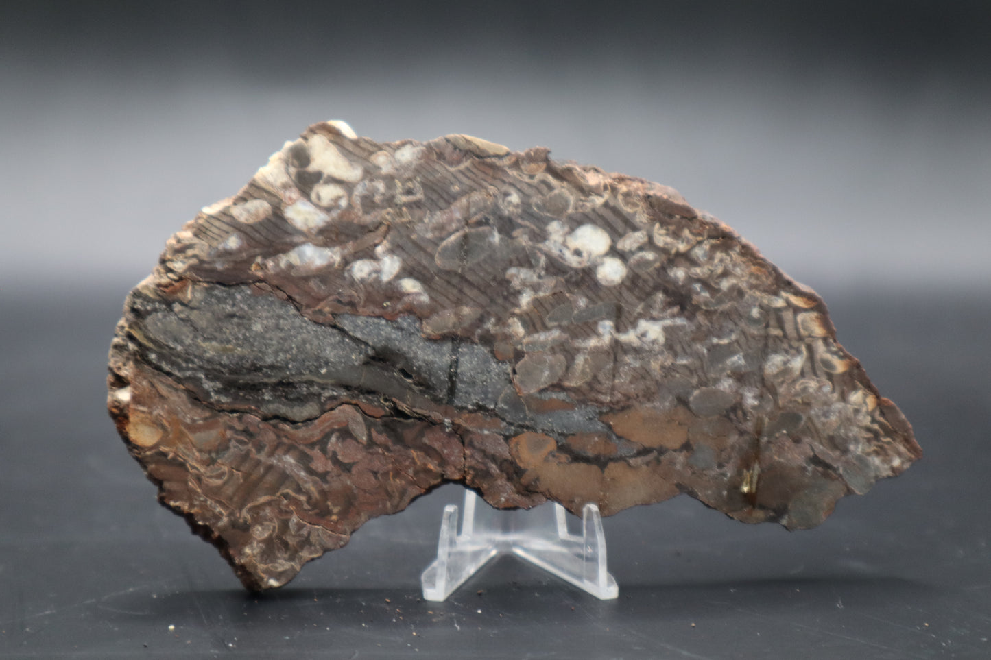 Peanut Wood Slab  (Stabilized-Unpolished)