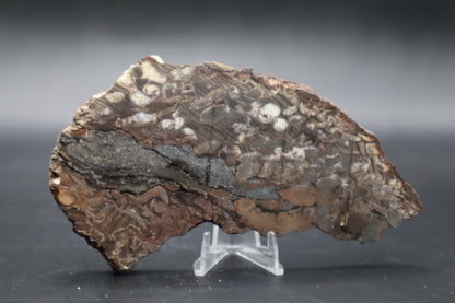 Peanut Wood Slab  (Stabilized-Unpolished)