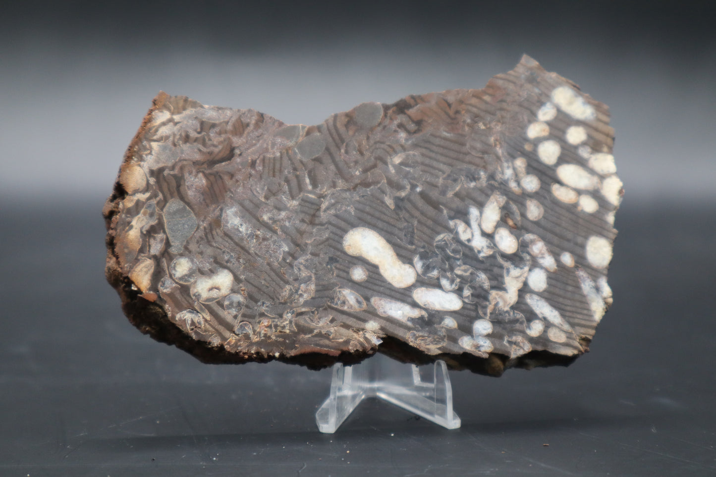 Peanut Wood Slab  (Stabilized-Unpolished)