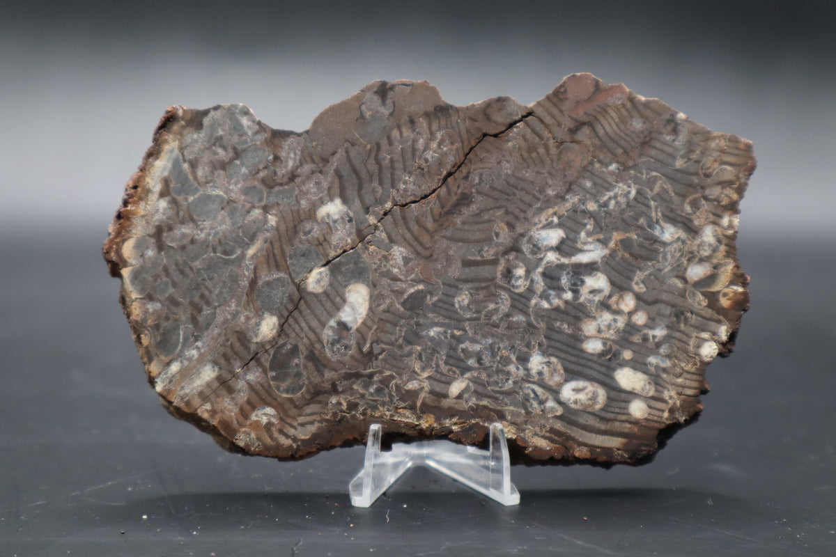 Peanut Wood Slab  (Stabilized-Unpolished)