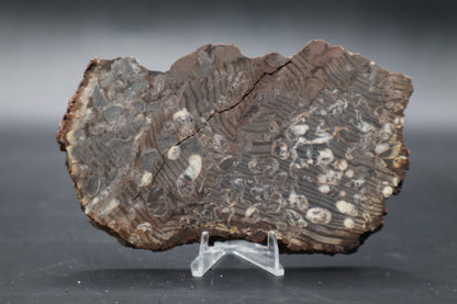 Peanut Wood Slab  (Stabilized-Unpolished)
